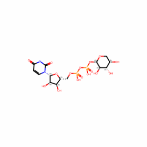 UDP xylose